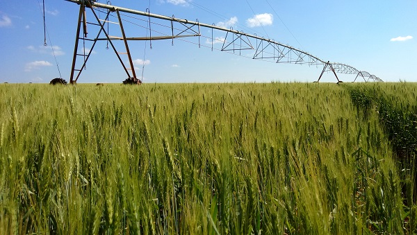 Área plantada com trigo na Bahia pode alcançar 20 mil hectares nos próximos anos