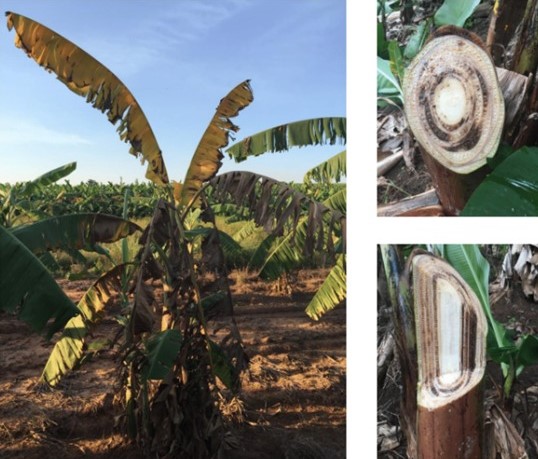 Manejo do solo influencia intensidade da fusariose em banana