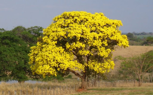 Craibeira árvore símbolo de Alagoas