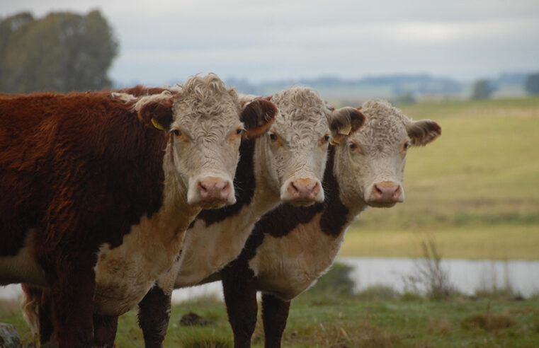 Brasil, Australia e África do Sul unificam dados genômicos sobre resistência bovina ao carrapato