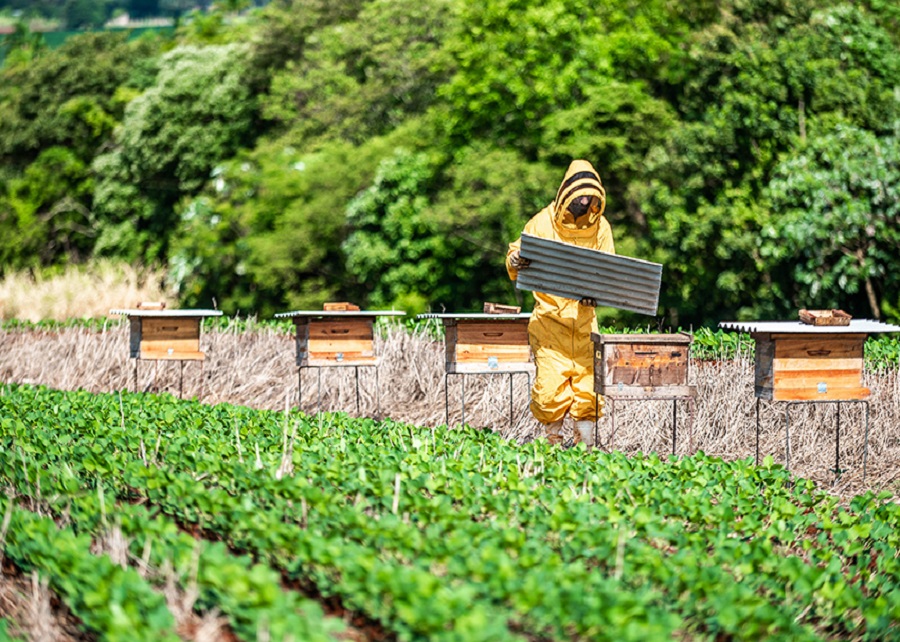 Trabalho vai definir protocolo para favorecer convivência entre abelhas e soja