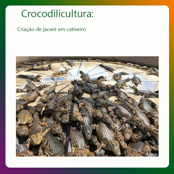 Crocodilicultura
