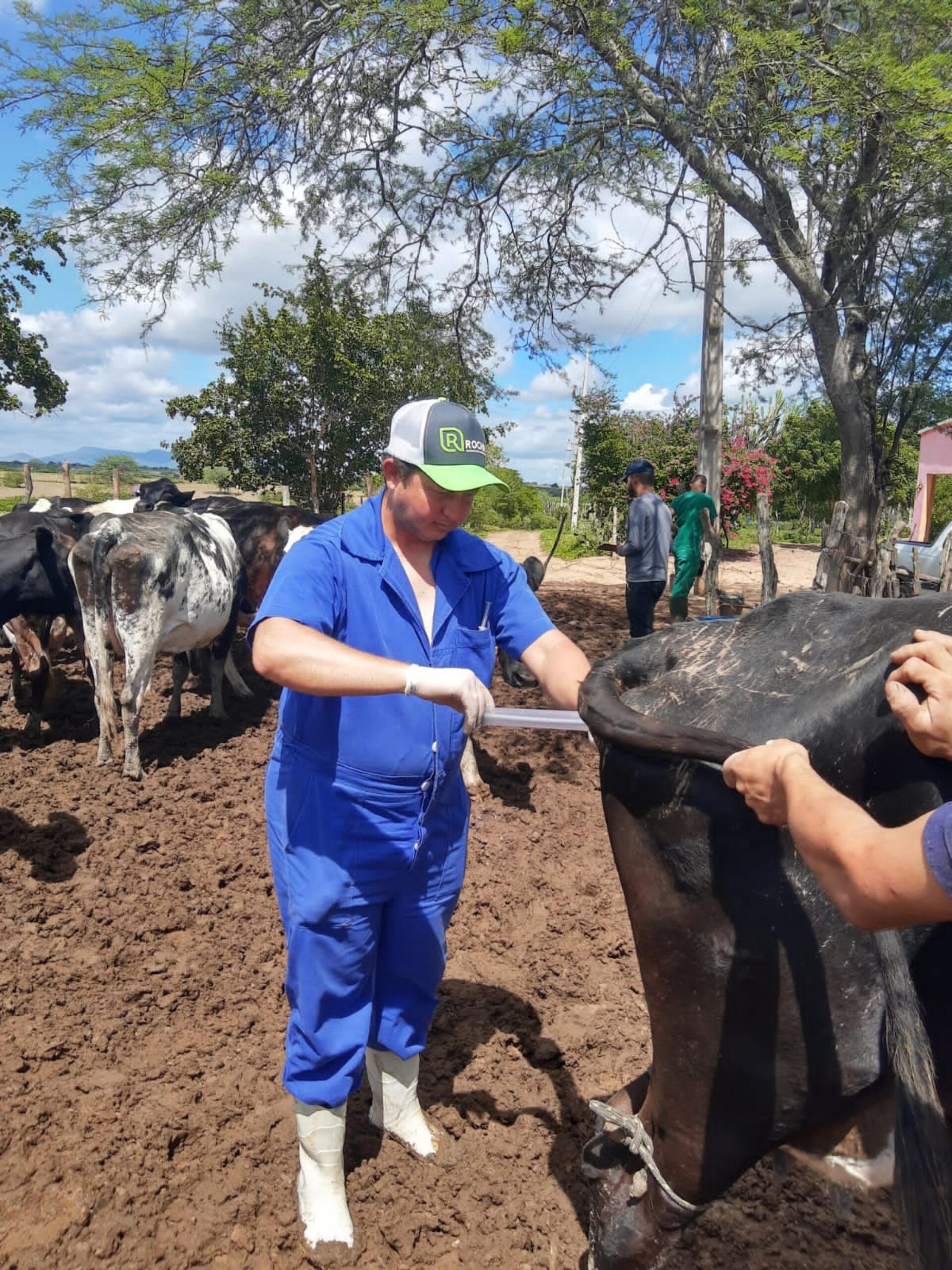 Alagoas inicia protocolo de inseminação artificial de bovinos do Mais Pecuária Brasil