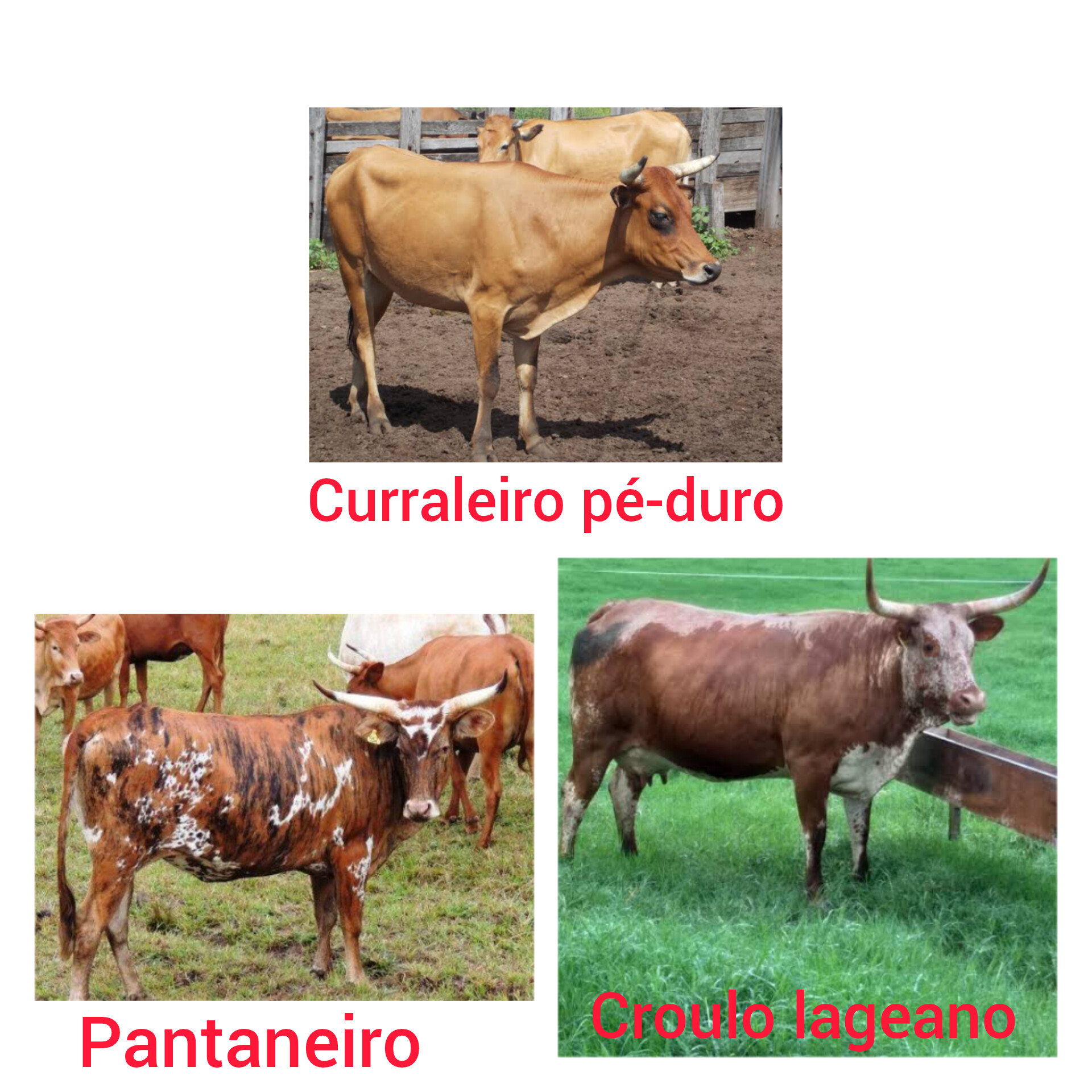 Raça de gado taurino de origem europeia